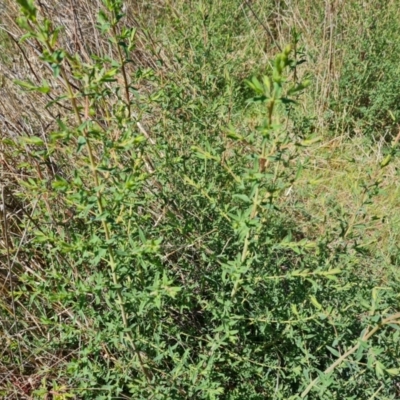 Hypericum perforatum (St John's Wort) at O'Malley, ACT - 29 Sep 2023 by Mike