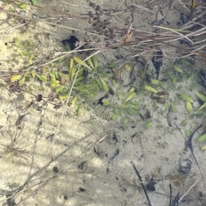 Goodenia radicans at Tarago, NSW - 3 Jul 2023