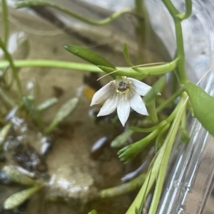 Selliera radicans at Tarago, NSW - 3 Jul 2023