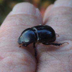 Heteronychus arator (African black beetle) at Pollinator-friendly garden Conder - 4 Apr 2023 by michaelb