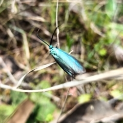 Pollanisus viridipulverulenta (Satin-green Forester) at Yass River, NSW - 27 Sep 2023 by 120Acres