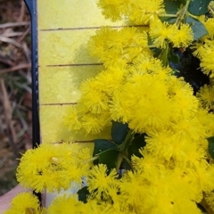 Acacia pravissima (Wedge-leaved Wattle, Ovens Wattle) at Namadgi National Park - 28 Sep 2023 by Steve818