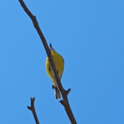 Gerygone olivacea (White-throated Gerygone) at Molonglo River Reserve - 29 Sep 2023 by wombey