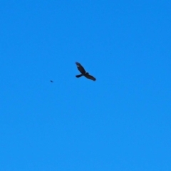 Accipiter fasciatus (Brown Goshawk) at Molonglo River Reserve - 29 Sep 2023 by wombey