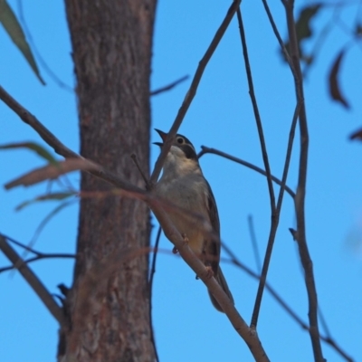 Melithreptus brevirostris (Brown-headed Honeyeater) at Kama - 29 Sep 2023 by wombey