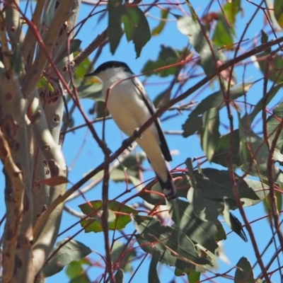 Lalage tricolor (White-winged Triller) at Belconnen, ACT - 29 Sep 2023 by wombey