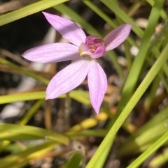 Caladenia alata at Corang, NSW - suppressed