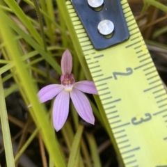 Caladenia alata at Corang, NSW - 28 Sep 2023