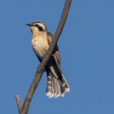 Chrysococcyx osculans (Black-eared Cuckoo) at Strathnairn, ACT - 28 Sep 2023 by rawshorty