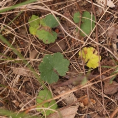 Hydrocotyle laxiflora (Stinking Pennywort) at Acton, ACT - 27 Sep 2023 by ConBoekel