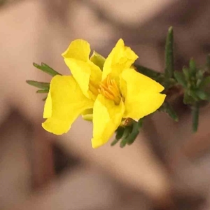 Hibbertia calycina at Acton, ACT - 28 Sep 2023