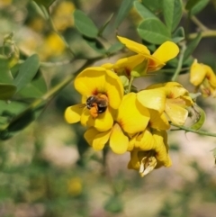 Goodia lotifolia (Golden Tip) at Monga, NSW - 29 Sep 2023 by Csteele4