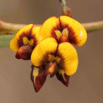 Daviesia mimosoides subsp. mimosoides at Caladenia Forest, O'Connor - 27 Sep 2023 by ConBoekel