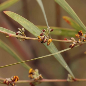 Daviesia mimosoides subsp. mimosoides at Acton, ACT - 28 Sep 2023