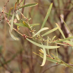 Daviesia mimosoides subsp. mimosoides at Acton, ACT - 28 Sep 2023