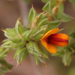 Pultenaea procumbens (Bush Pea) at Acton, ACT - 27 Sep 2023 by ConBoekel