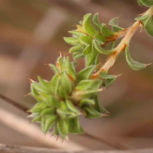 Pultenaea procumbens at Acton, ACT - 28 Sep 2023