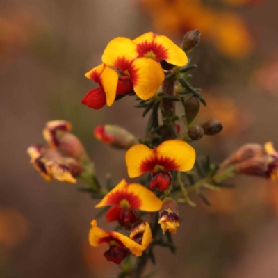 Dillwynia phylicoides (A Parrot-pea) at Caladenia Forest, O'Connor - 27 Sep 2023 by ConBoekel