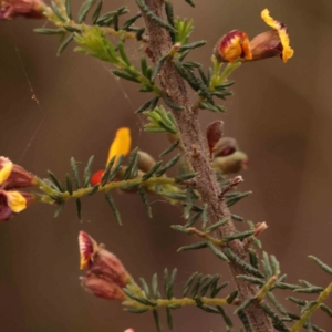 Dillwynia phylicoides at Acton, ACT - 28 Sep 2023