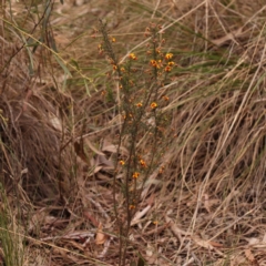 Dillwynia phylicoides at Acton, ACT - 28 Sep 2023