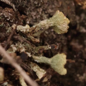 Cladonia sp. (genus) at Acton, ACT - 28 Sep 2023 08:51 AM