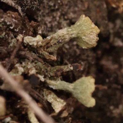 Cladonia sp. (genus) (Cup Lichen) at Acton, ACT - 28 Sep 2023 by ConBoekel