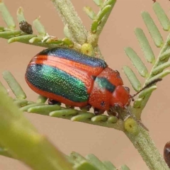 Calomela curtisi (Acacia leaf beetle) at Acton, ACT - 28 Sep 2023 by ConBoekel