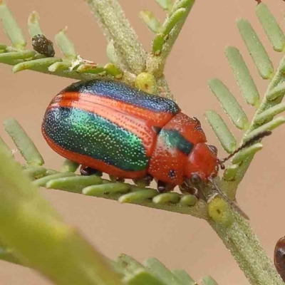 Calomela curtisi (Acacia leaf beetle) at Acton, ACT - 28 Sep 2023 by ConBoekel