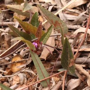 Hardenbergia violacea at Acton, ACT - 28 Sep 2023