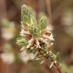Brachyloma daphnoides (Daphne Heath) at Caladenia Forest, O'Connor - 27 Sep 2023 by ConBoekel