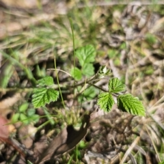 Rubus parvifolius (Native Raspberry) at Monga, NSW - 29 Sep 2023 by Csteele4