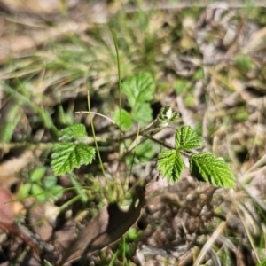 Rubus parvifolius at Monga, NSW - 29 Sep 2023