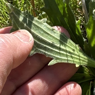 Plantago varia (Native Plaintain) at Aranda Bushland - 29 Sep 2023 by lbradley