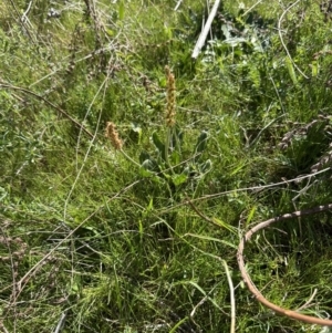 Plantago varia at Molonglo Valley, ACT - 29 Sep 2023