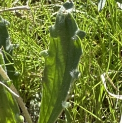 Plantago varia at Yarralumla, ACT - 29 Sep 2023 02:54 PM