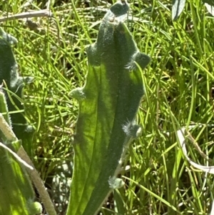 Plantago varia at Yarralumla, ACT - 29 Sep 2023