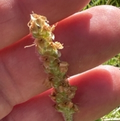 Plantago varia at Molonglo Valley, ACT - 29 Sep 2023