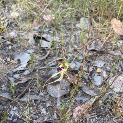 Caladenia atrovespa (Green-comb Spider Orchid) at Karabar, NSW - 28 Sep 2023 by Youspy