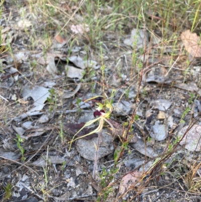 Caladenia atrovespa (Green-comb Spider Orchid) at Karabar, NSW - 29 Sep 2023 by Youspy