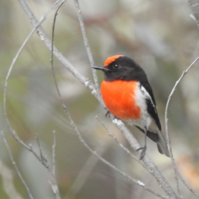 Petroica goodenovii (Red-capped Robin) at Williams, WA - 9 Sep 2023 by HelenCross