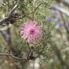 Unidentified Other Shrub at Williams, WA - 10 Sep 2023 by HelenCross