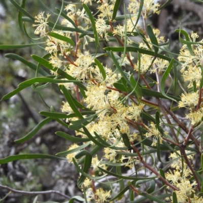 Petrophile heterophylla (Variable-leaved Conebush) at Williams, WA - 10 Sep 2023 by HelenCross