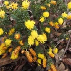 Acacia drummondii at Williams, WA - 10 Sep 2023 by HelenCross