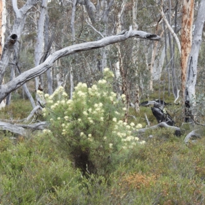 Petrophile divaricata (Tangled Petrophile) at Williams, WA - 10 Sep 2023 by HelenCross