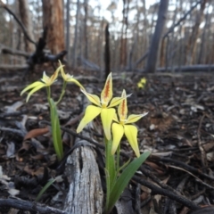 Caladenia flava (Cowslip Orchid) at Dryandra, WA - 10 Sep 2023 by HelenCross