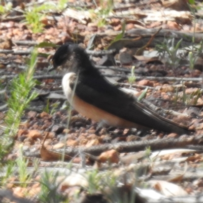 Petrochelidon nigricans (Tree Martin) at Williams, WA - 11 Sep 2023 by HelenCross