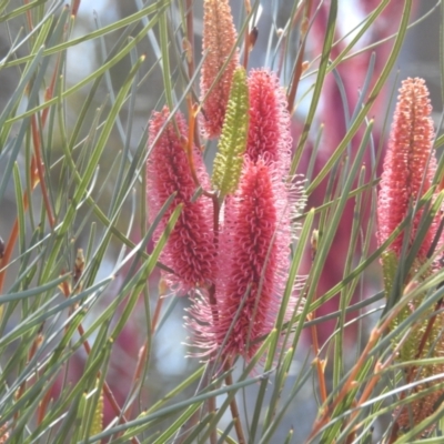 Hakea sp. at Dryandra, WA - 11 Sep 2023 by HelenCross