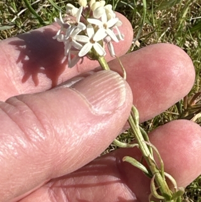 Stackhousia monogyna (Creamy Candles) at Belconnen, ACT - 29 Sep 2023 by lbradley