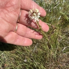 Stackhousia monogyna at Yarralumla, ACT - 29 Sep 2023