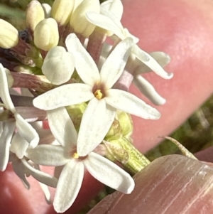 Stackhousia monogyna at Yarralumla, ACT - 29 Sep 2023